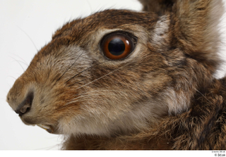 Hare  1 head 0011.jpg